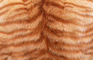 tabby_texture_by_3thehardway